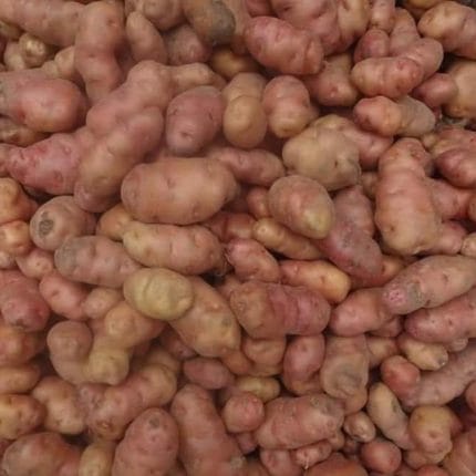 রংপুরিয়া বিখ্যাত শিল বিলাতি চ্যাংটা আলু (10kg)